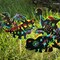 Wrapables 36pc Rainbow Scratch Arts Ornaments, DIY Magic Scratch Arts and Crafts, Dinosaurs